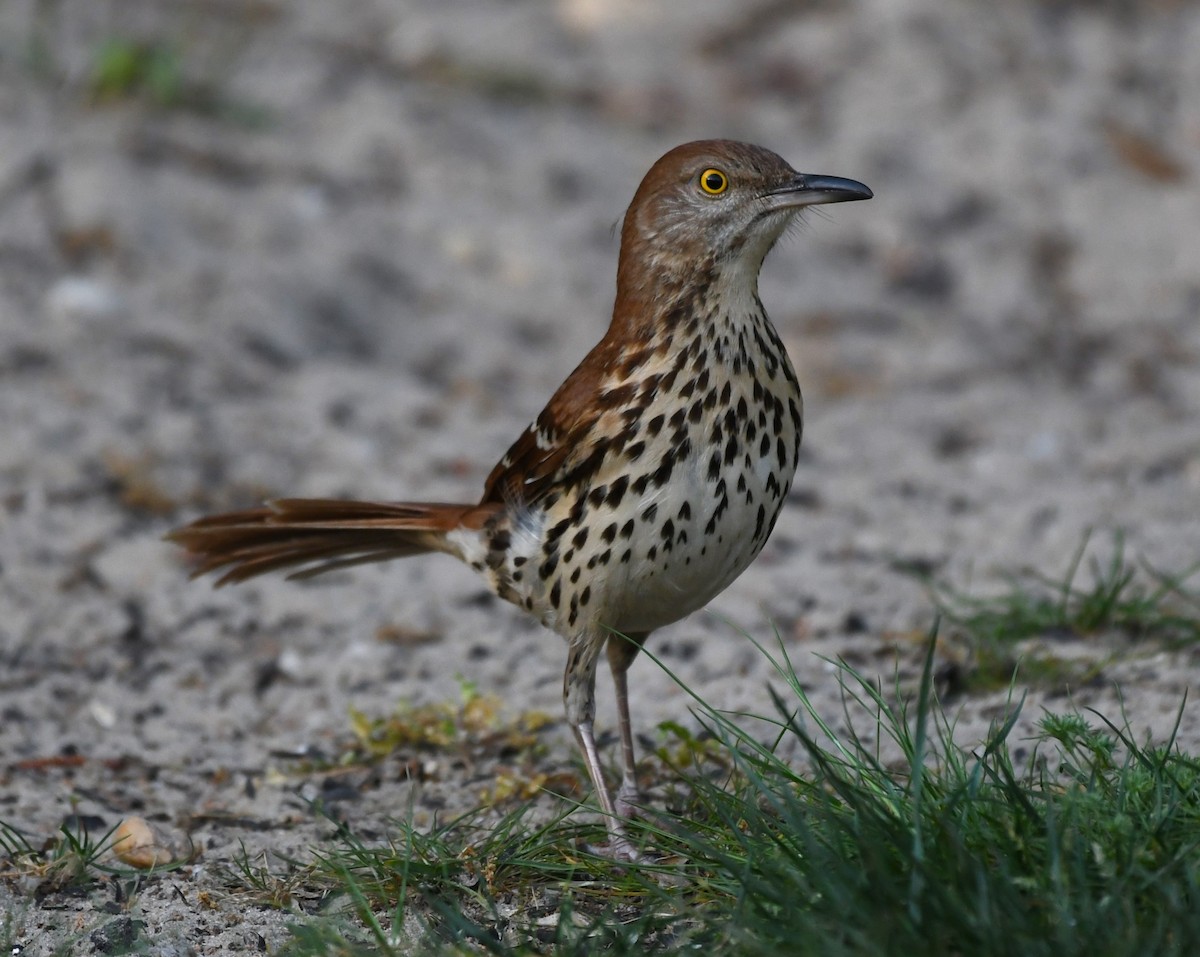 Brown Thrasher - David True