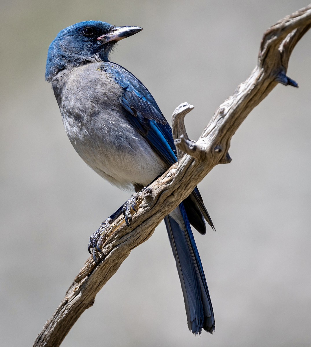 Mexican Jay - Bob Meinke