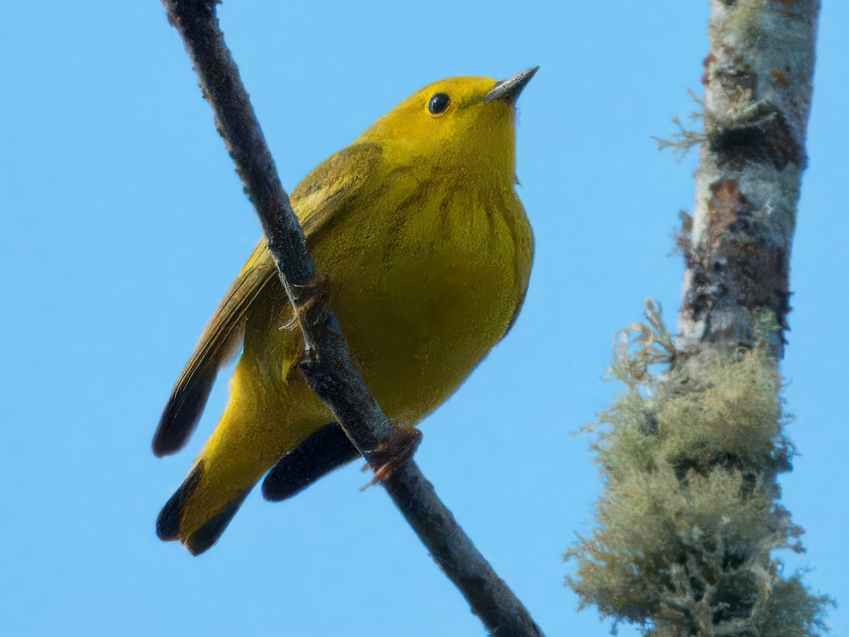 Yellow Warbler - ML618294404