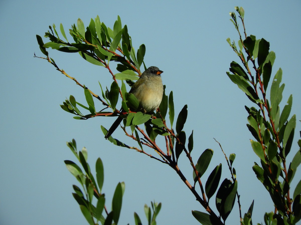 Great Pampa-Finch - ML618294421