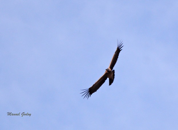 Andean Condor - ML618294423