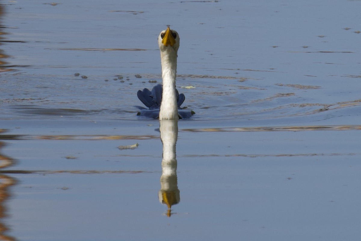 Little Pied Cormorant - Tom McIntosh