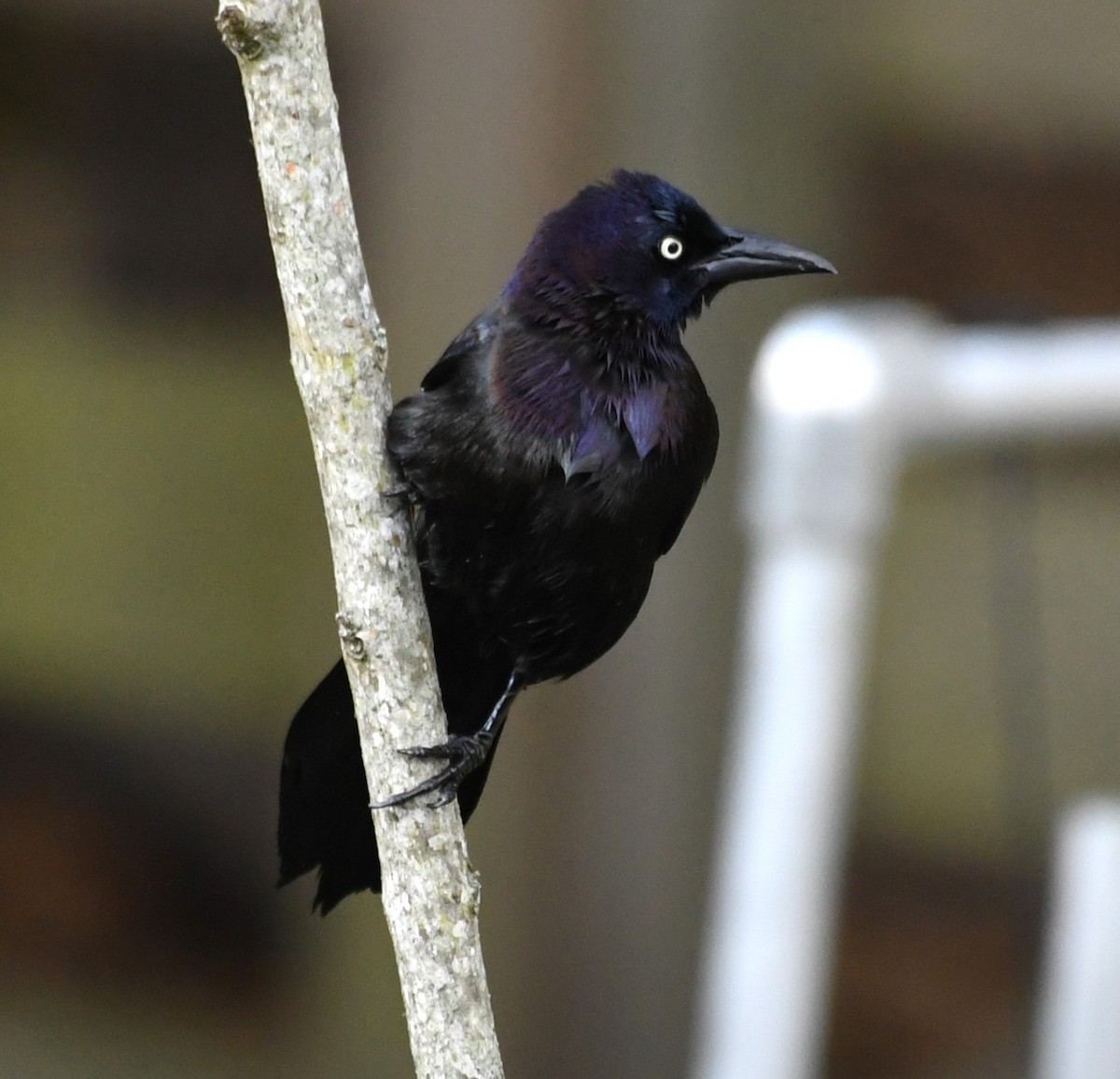 Common Grackle - David True