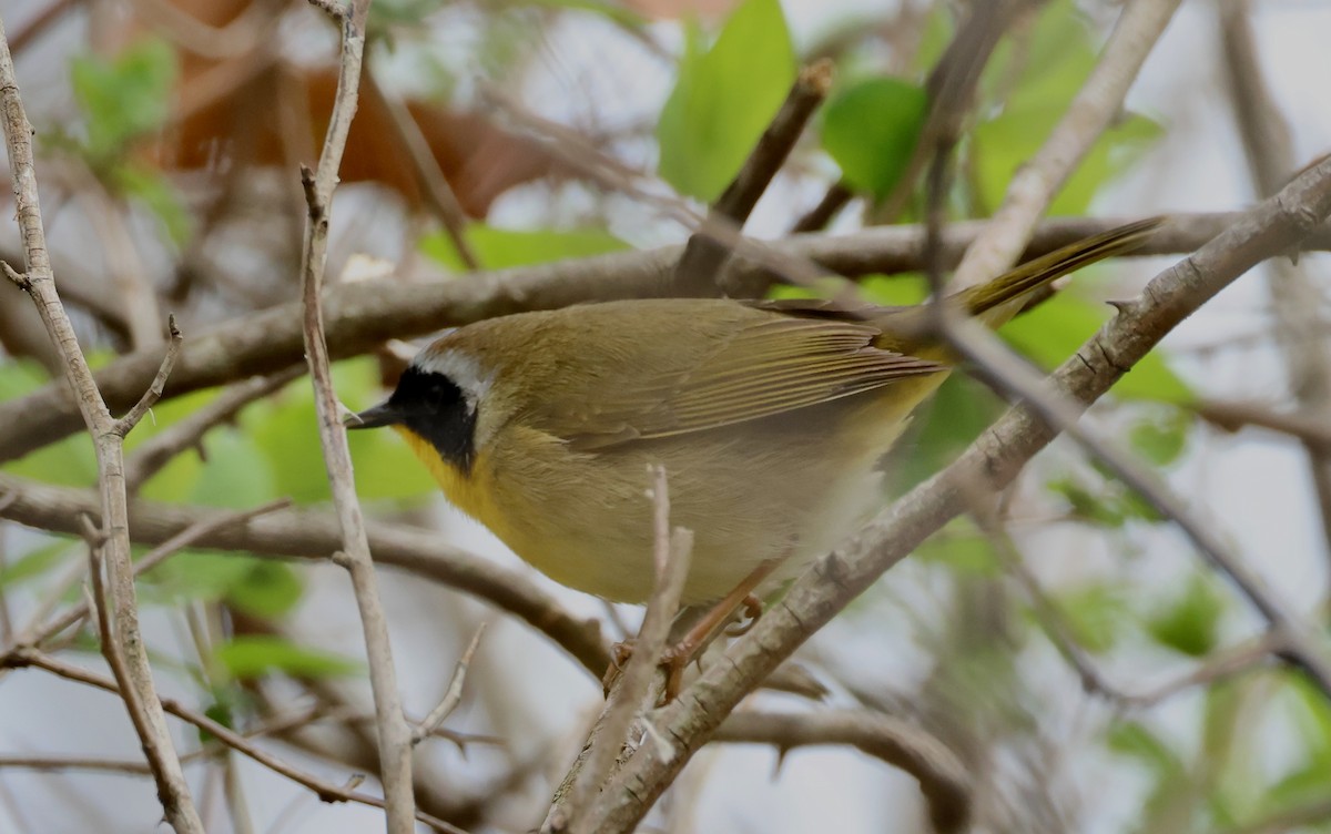 Common Yellowthroat - Jeffrey Thomas