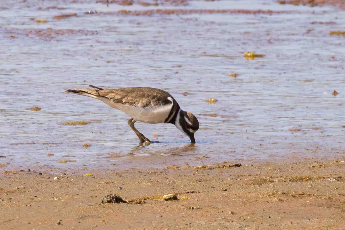 Killdeer - ML618294441