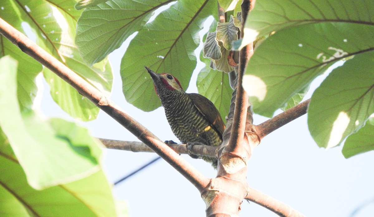 Golden-olive Woodpecker (Golden-olive) - Anuar López