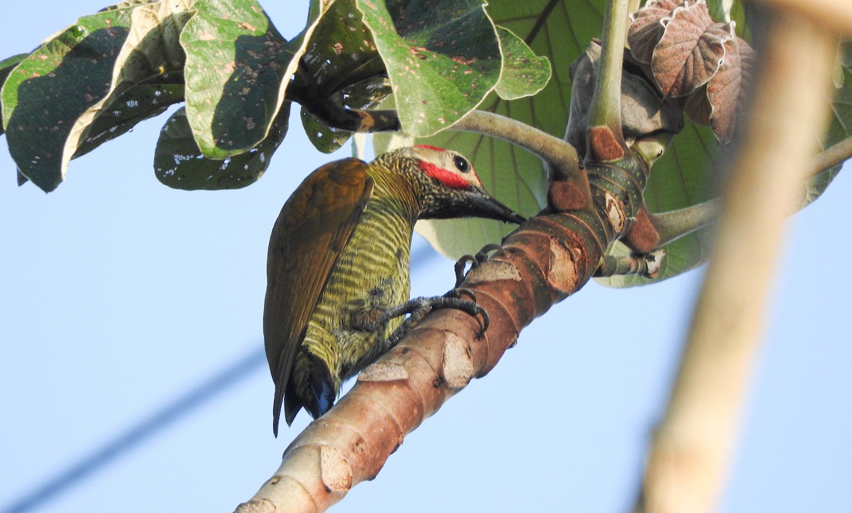 Golden-olive Woodpecker (Golden-olive) - Anuar López