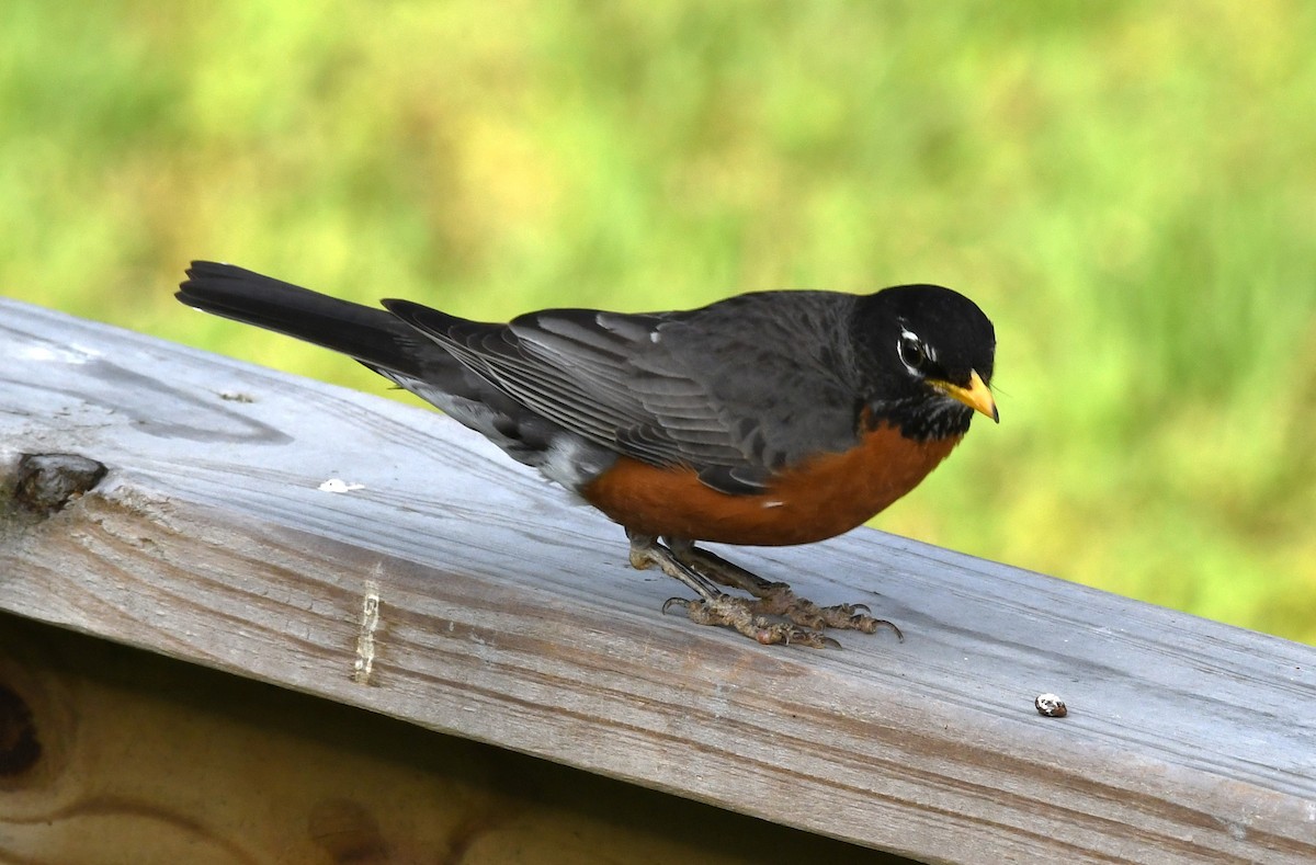 American Robin - David True