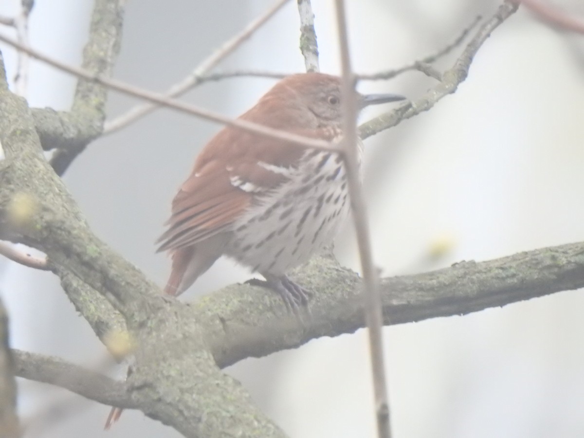 Brown Thrasher - Tim Martin