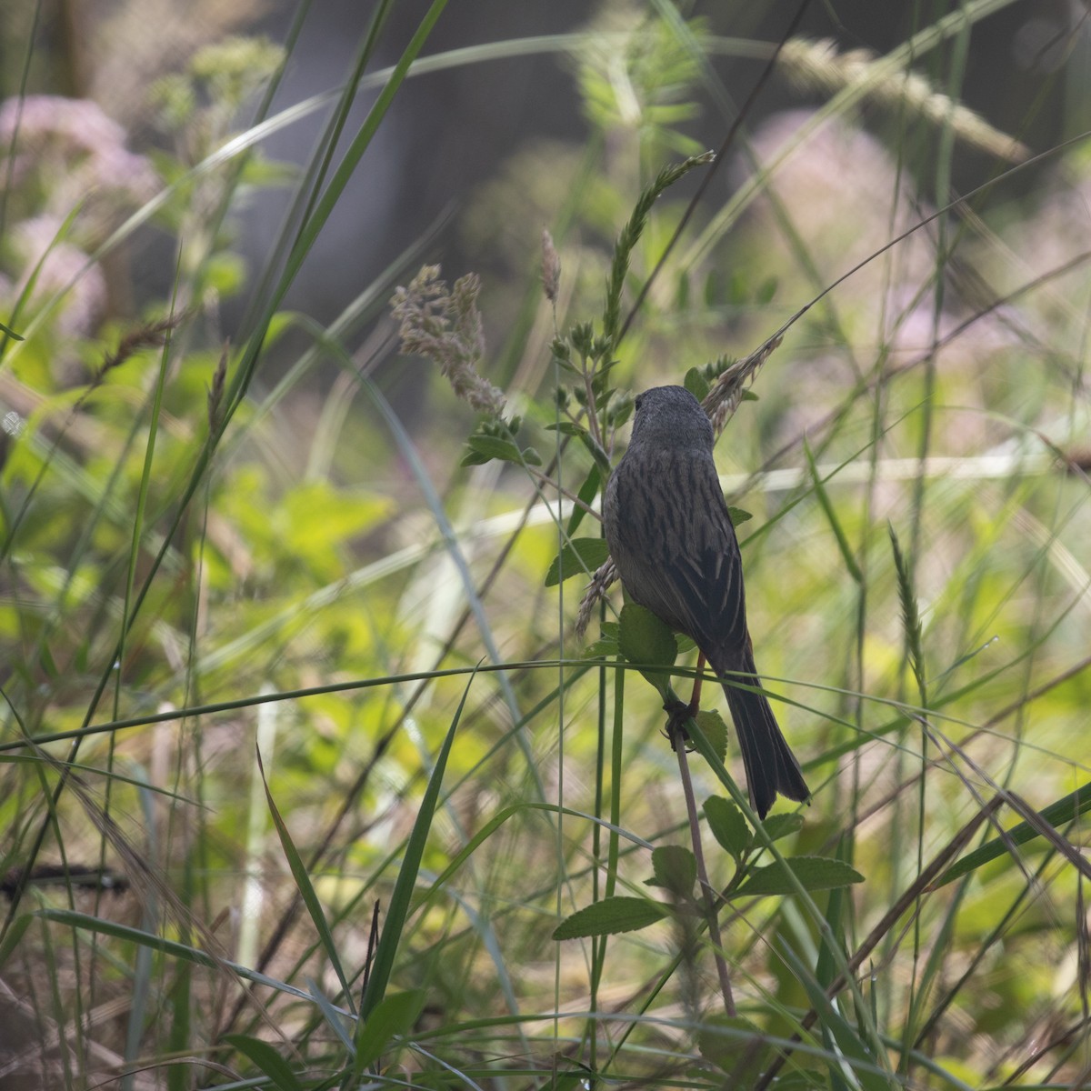 Band-tailed Seedeater - ML618294479