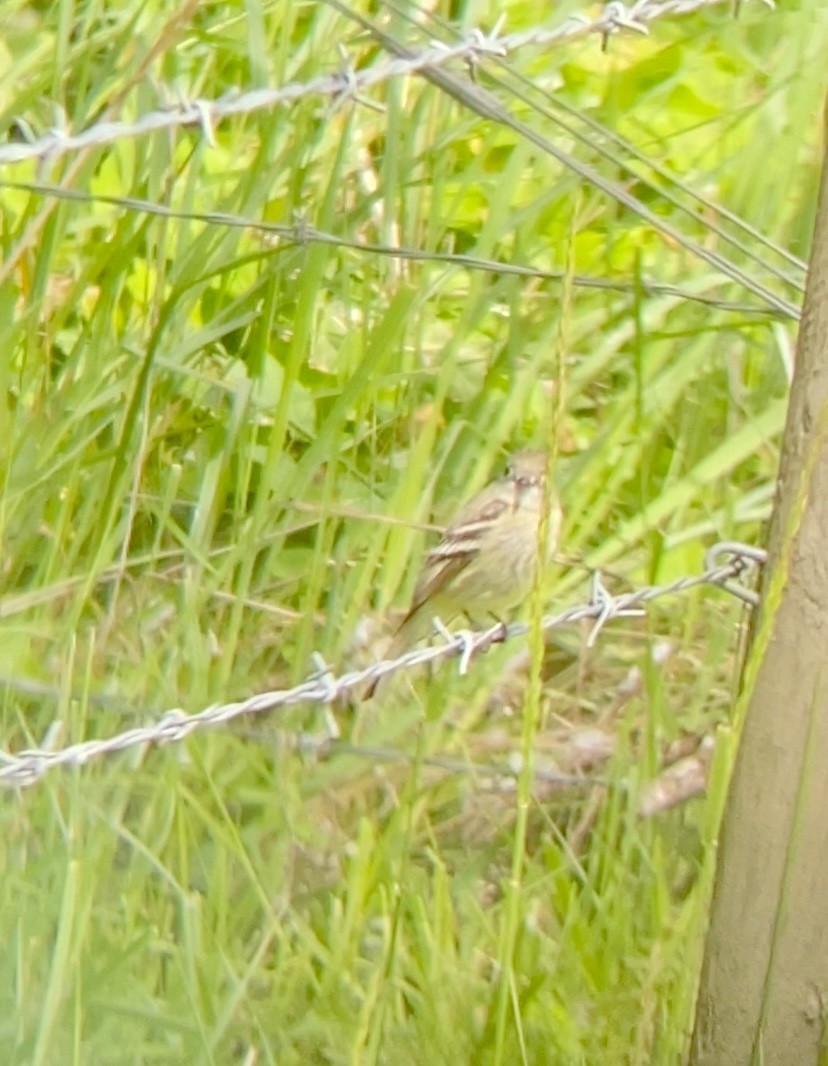 Hammond's Flycatcher - Jonathan Reimer-Berg