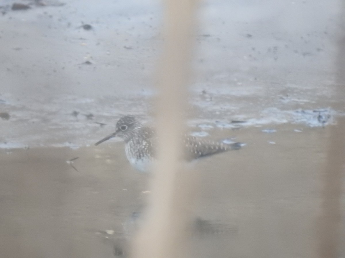 Solitary Sandpiper - Tim Martin