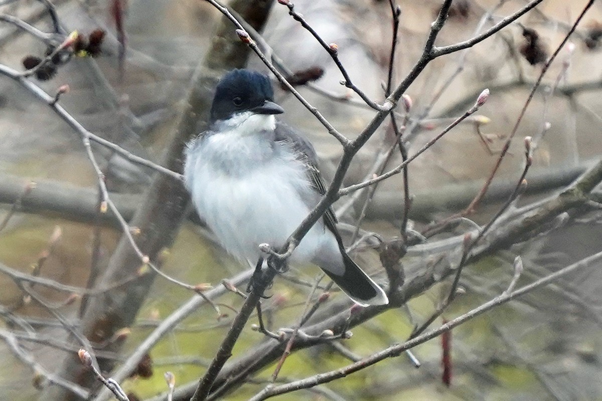 Eastern Kingbird - ML618294490