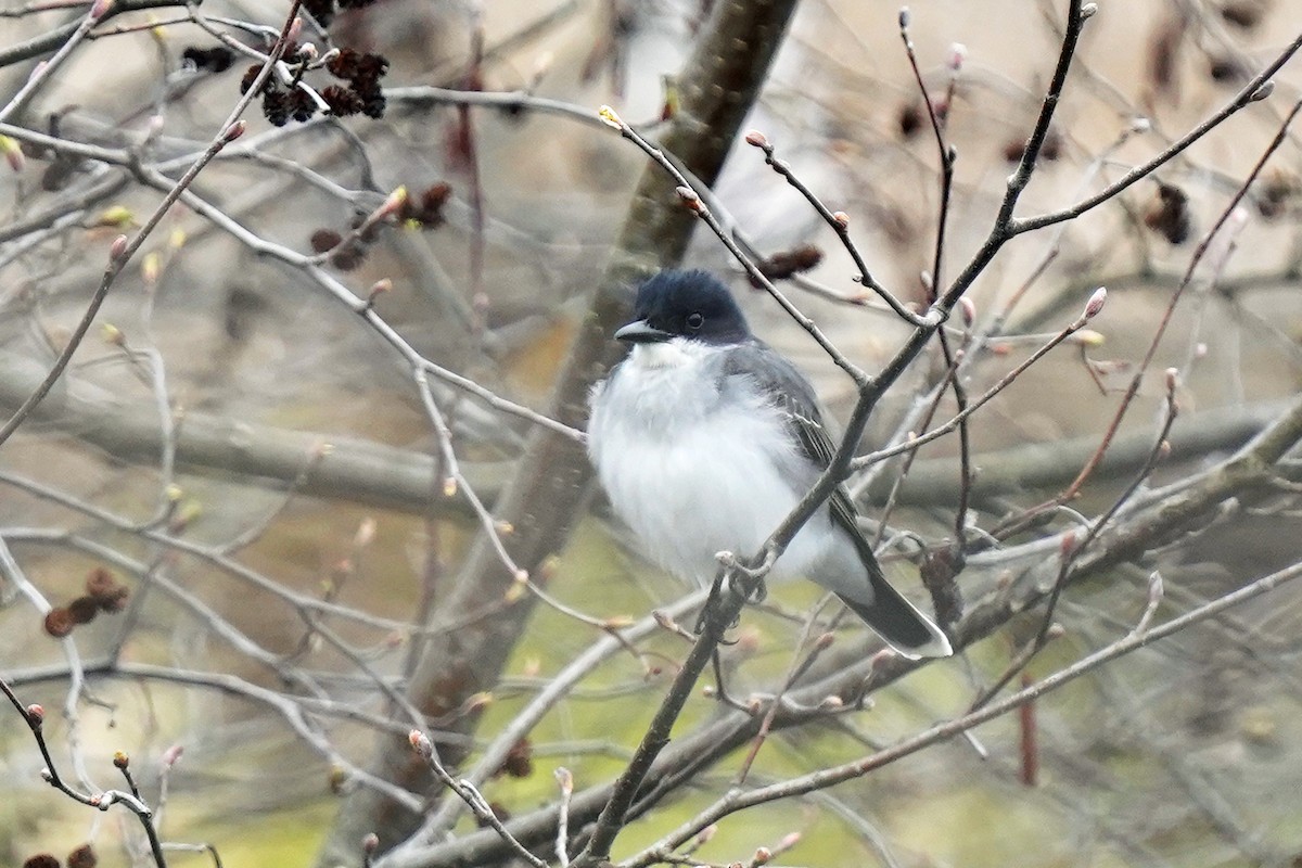 Eastern Kingbird - ML618294491