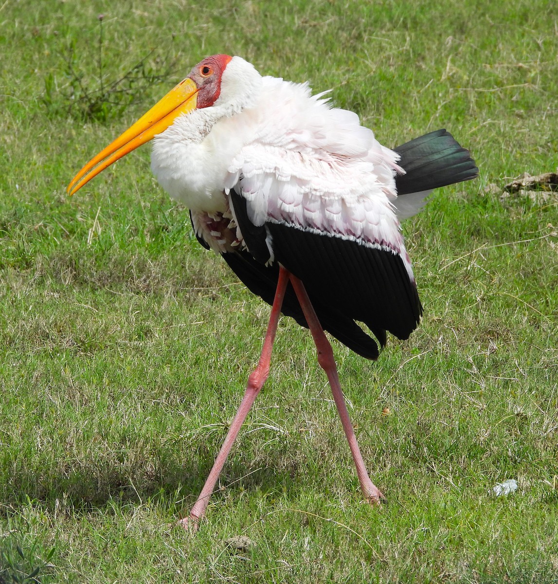 Yellow-billed Stork - ML618294526