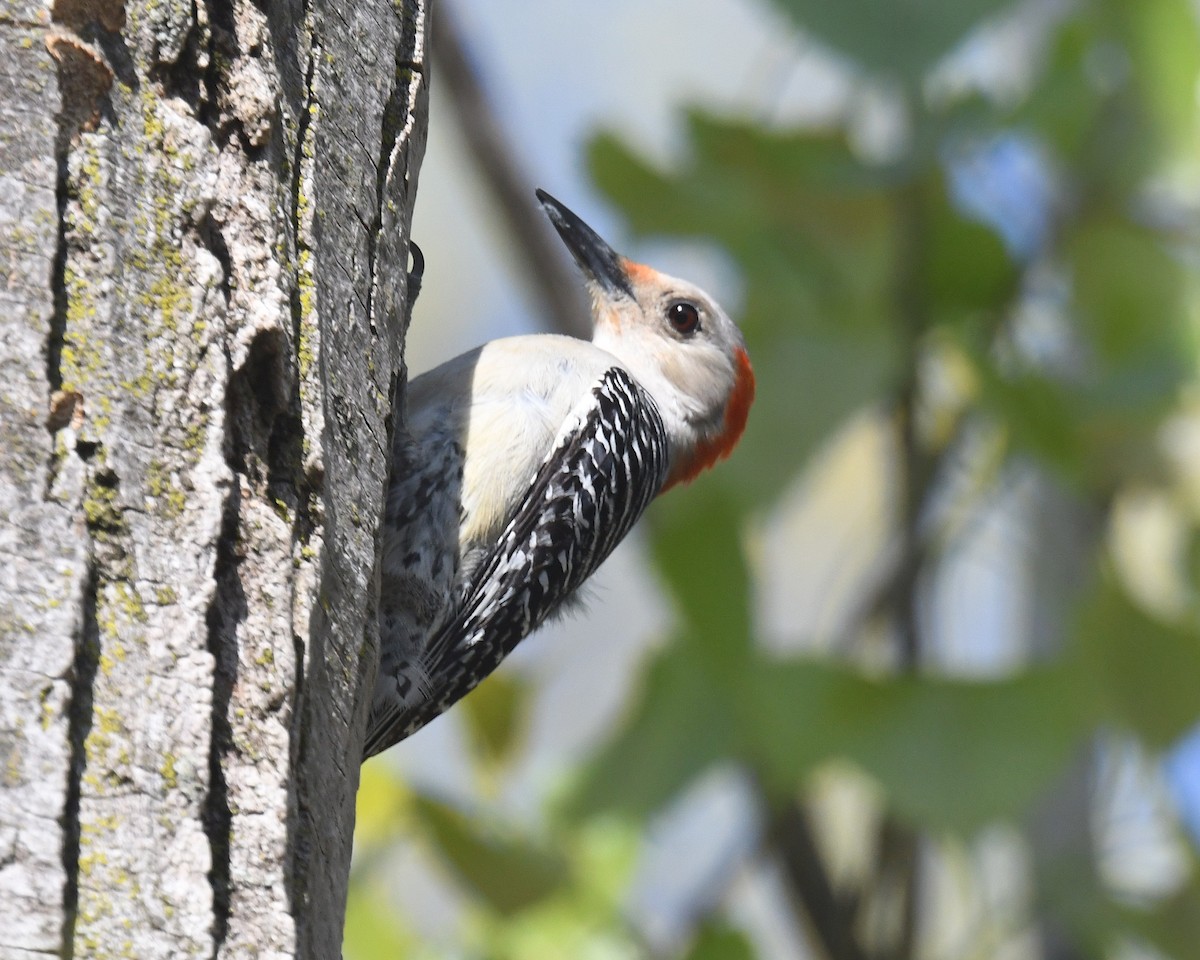 Red-bellied Woodpecker - ML618294531