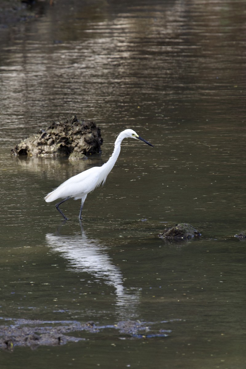 Little Egret - ML618294532