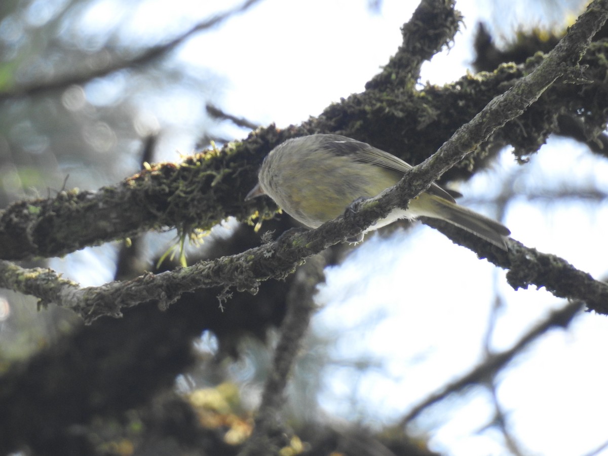 Hutton's Vireo - ML618294543