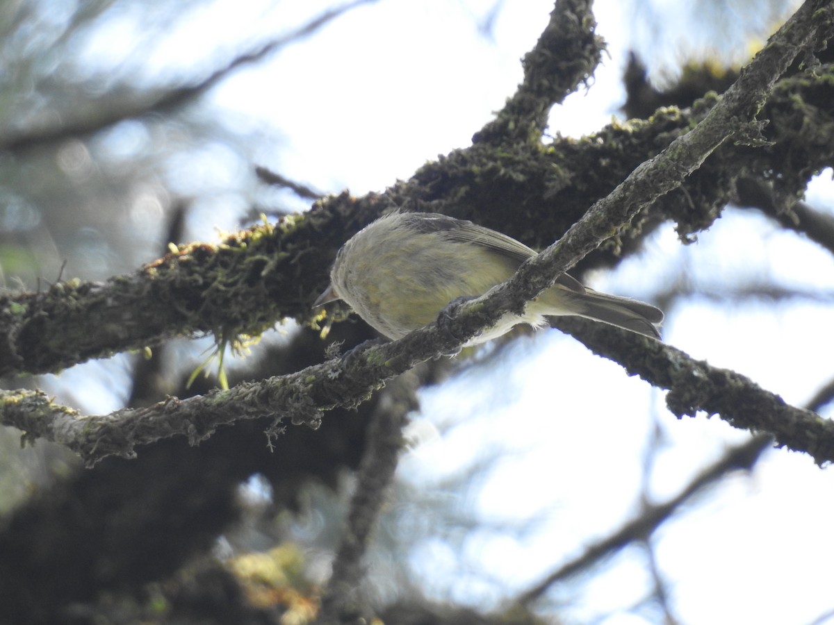 Hutton's Vireo - ML618294545