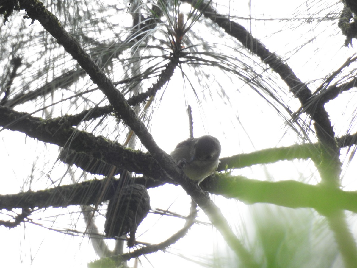 Hutton's Vireo - Otto Alvarado