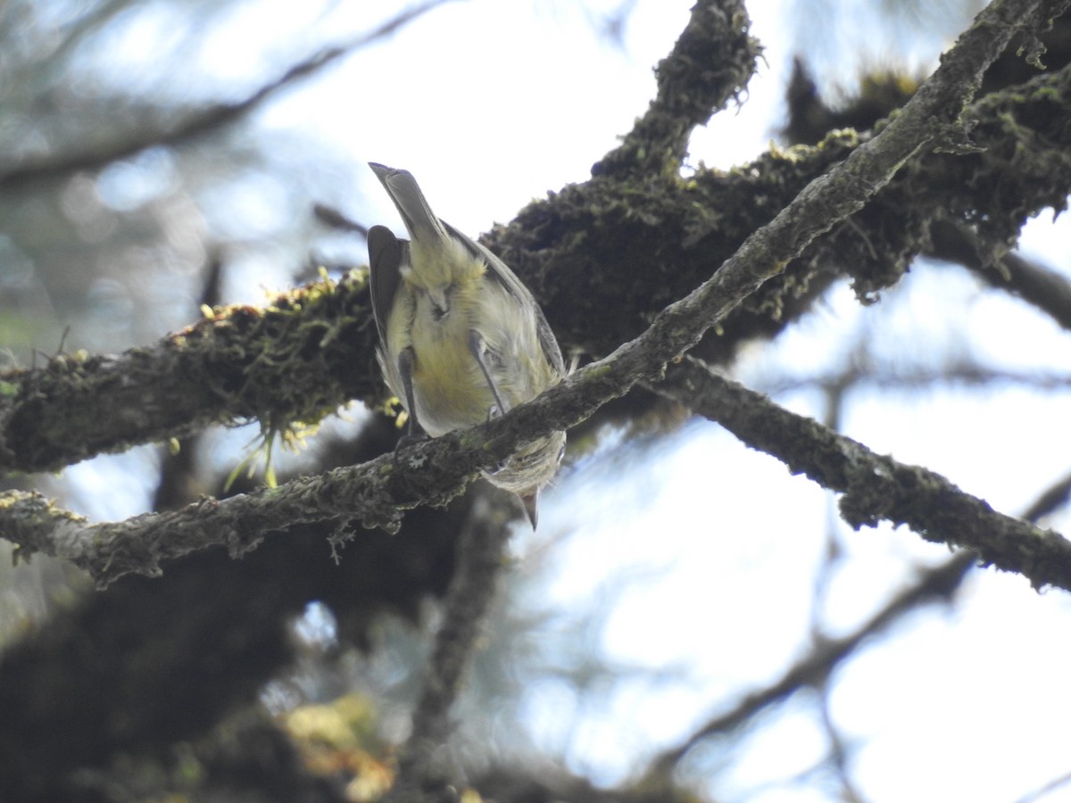 Hutton's Vireo - ML618294550