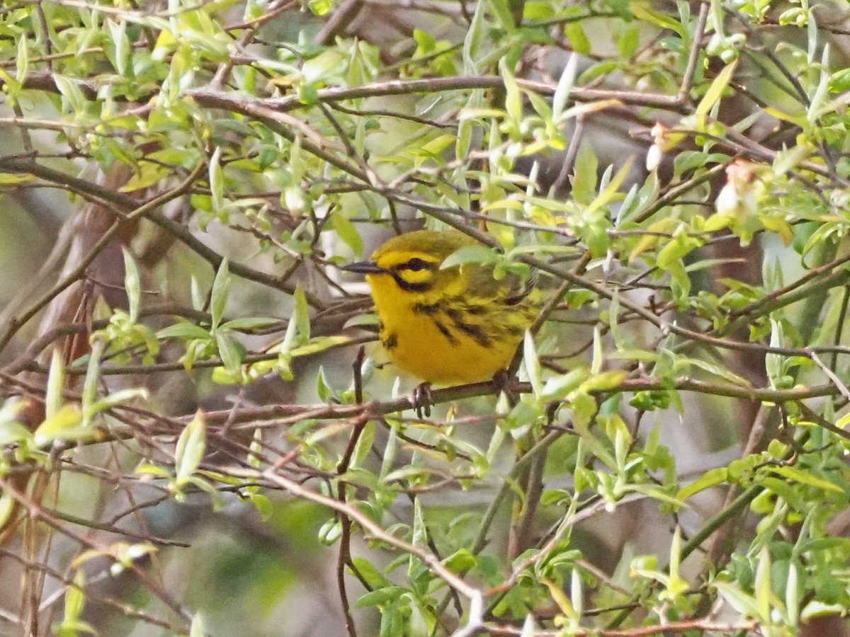 Prairie Warbler - Luc and Therese Jacobs