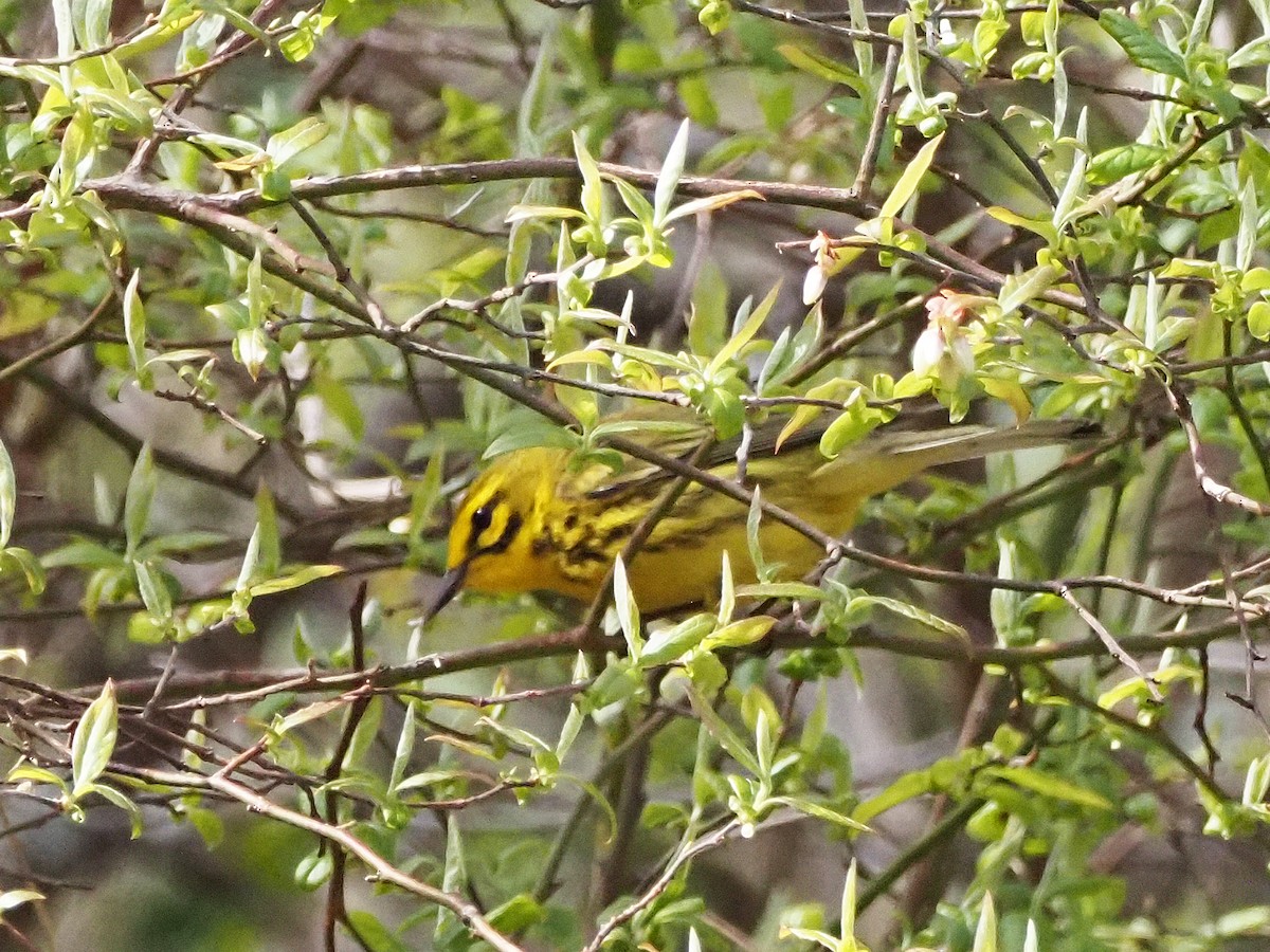 Prairie Warbler - Luc and Therese Jacobs