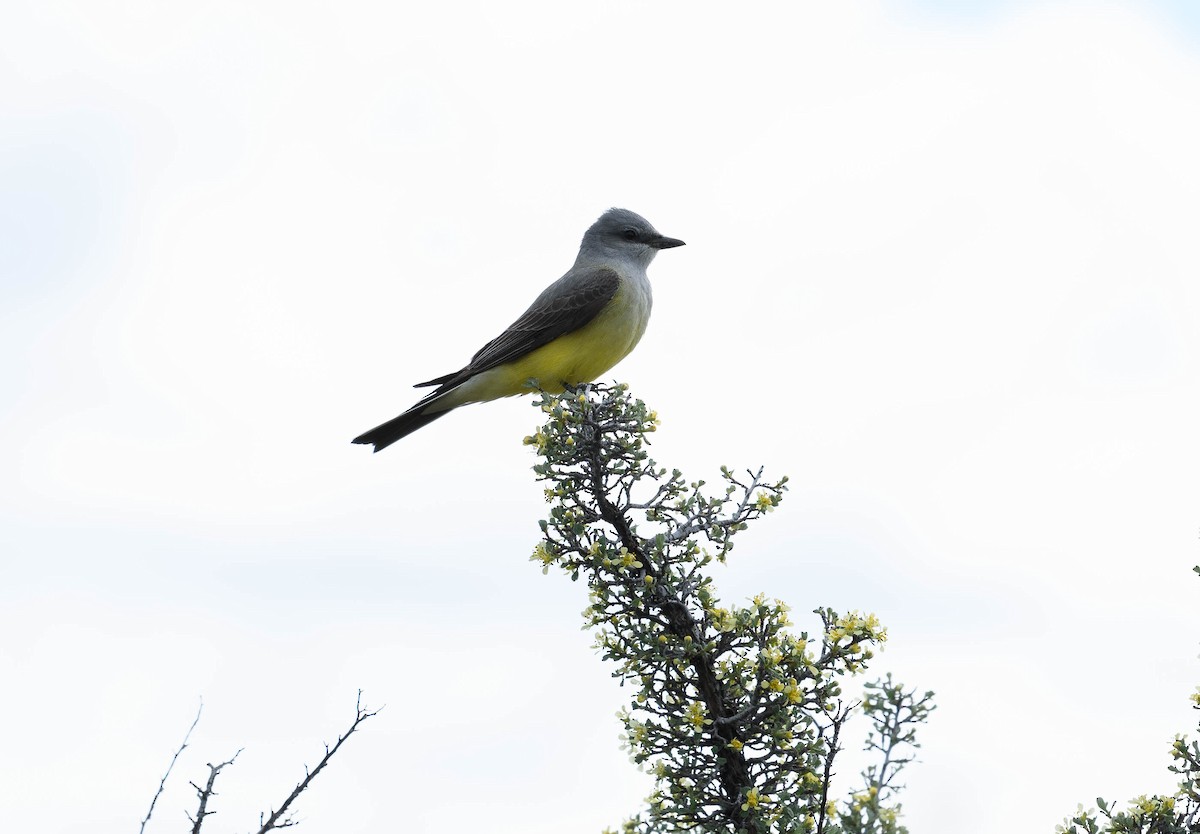 Western Kingbird - Sandy Thomas