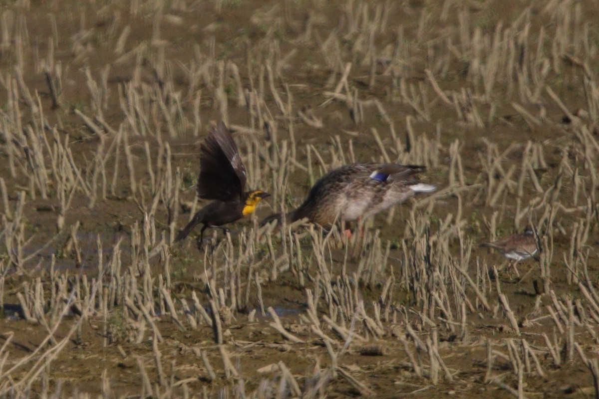 Yellow-headed Blackbird - ML618294563