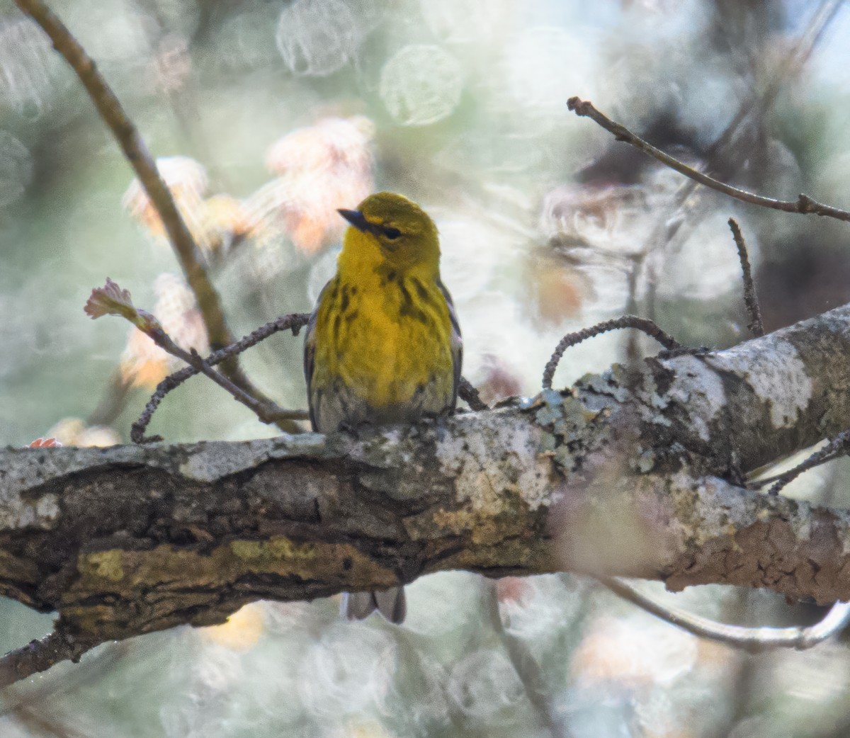 Pine Warbler - Bert Filemyr