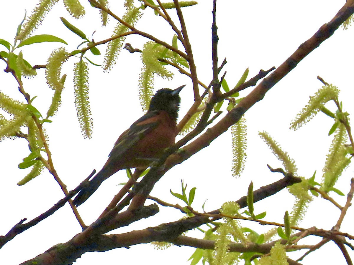 Orchard Oriole - Marc Lichtenberg