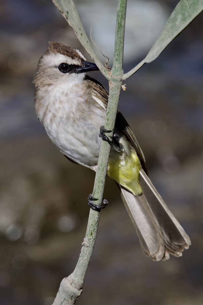 Yellow-vented Bulbul - ML618294582