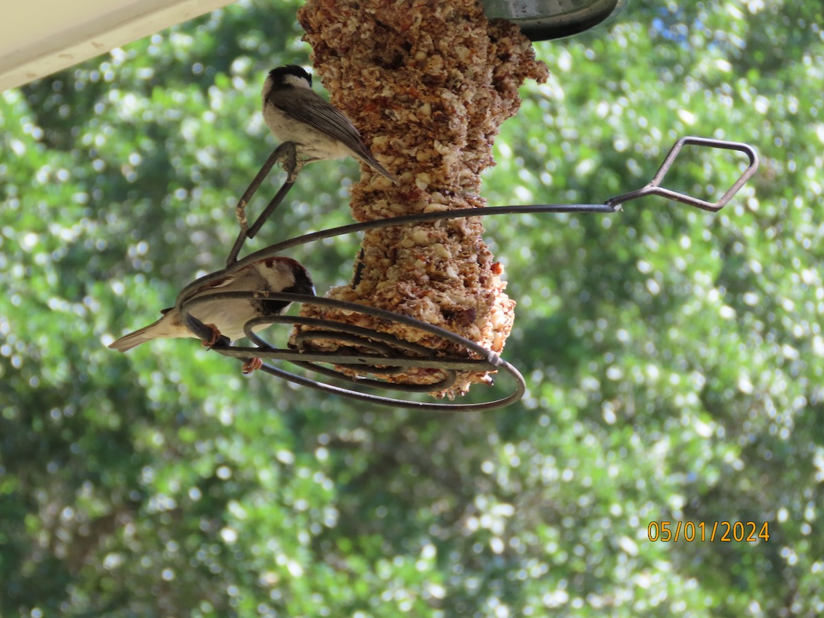 Carolina Chickadee - Susan Leake