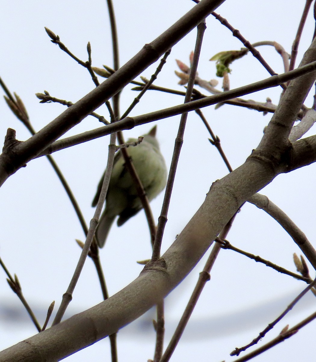 Least Flycatcher - Marc Lichtenberg