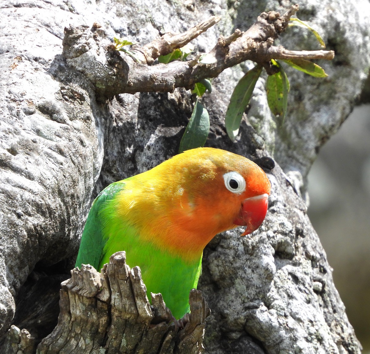 Fischer's Lovebird - ML618294607