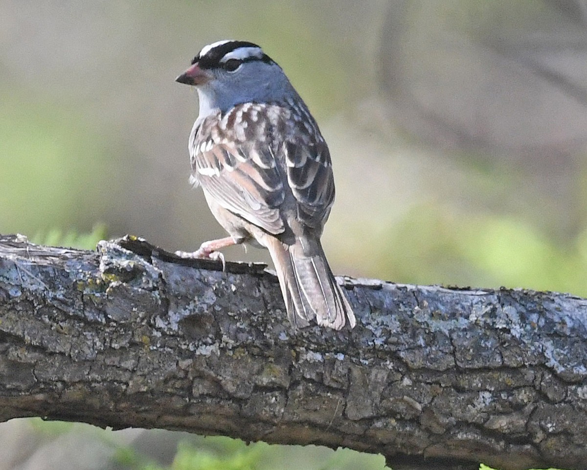 White-crowned Sparrow - ML618294616