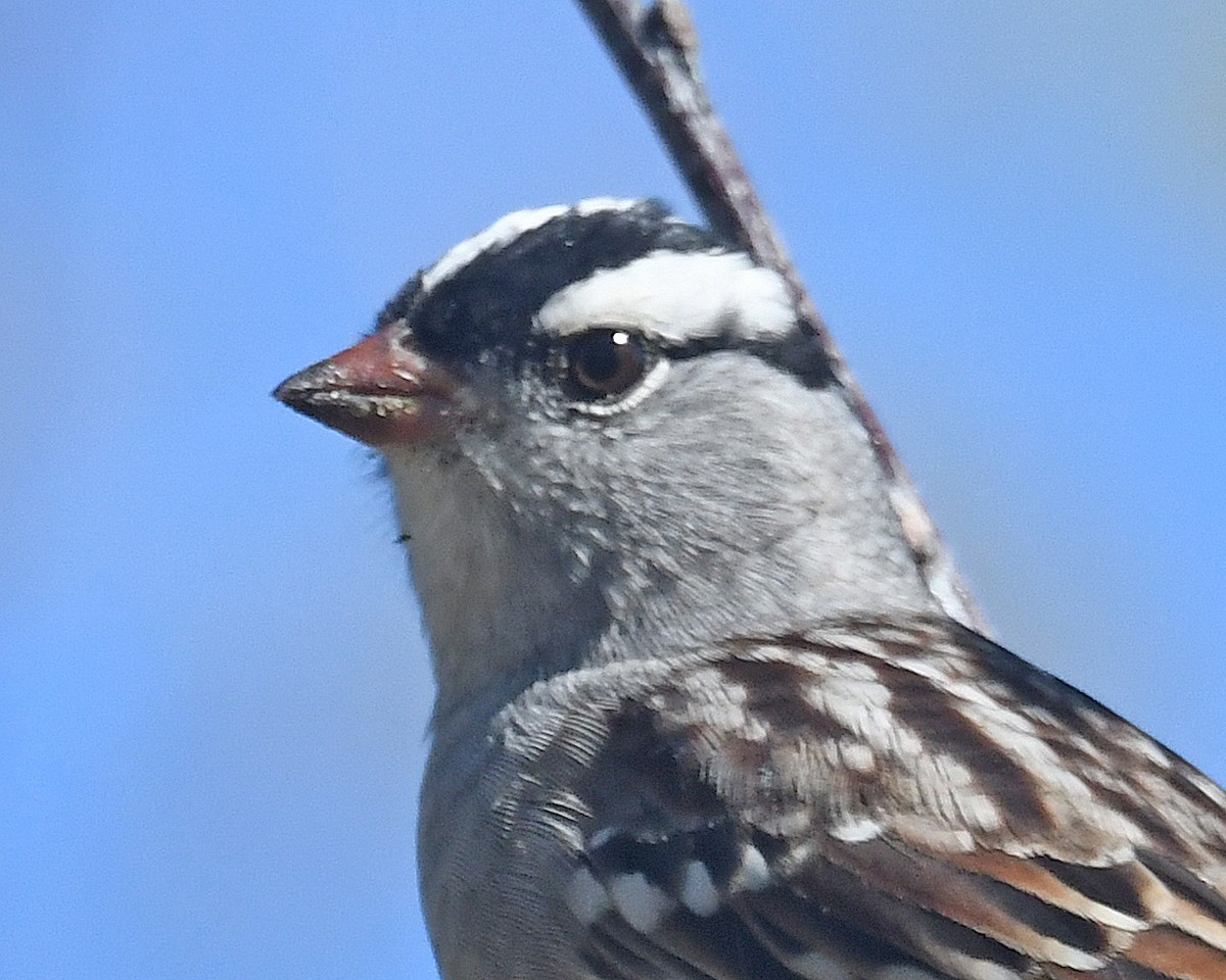 White-crowned Sparrow - ML618294620