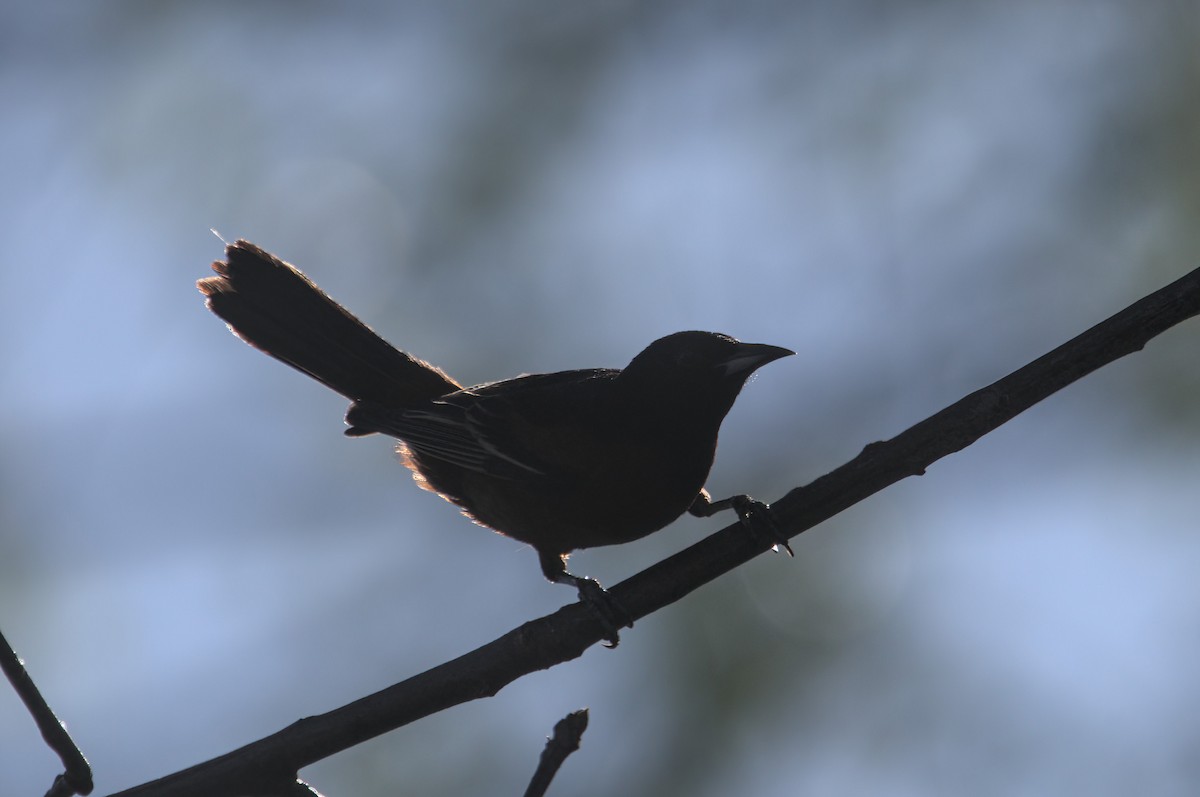 Orchard Oriole - Zach Kemp