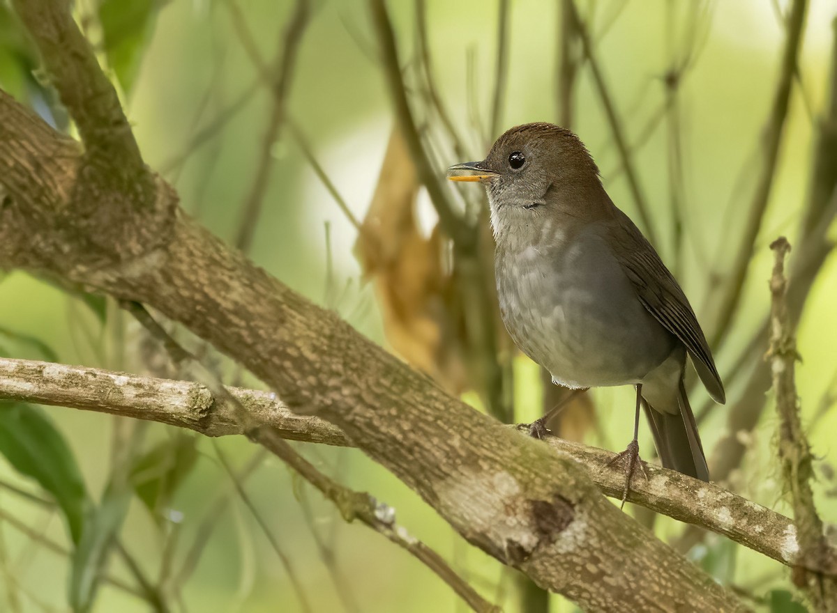 Ruddy-capped Nightingale-Thrush - ML618294645