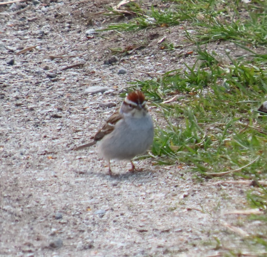 Chipping Sparrow - ML618294664