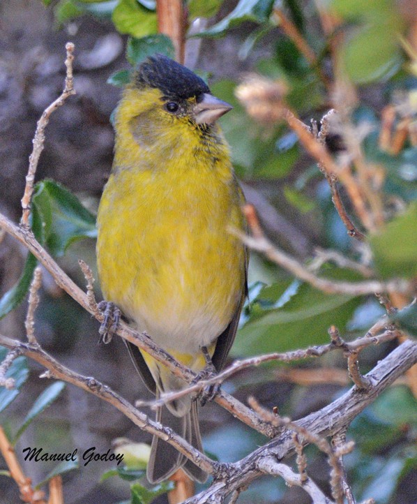 Black-chinned Siskin - ML618294670