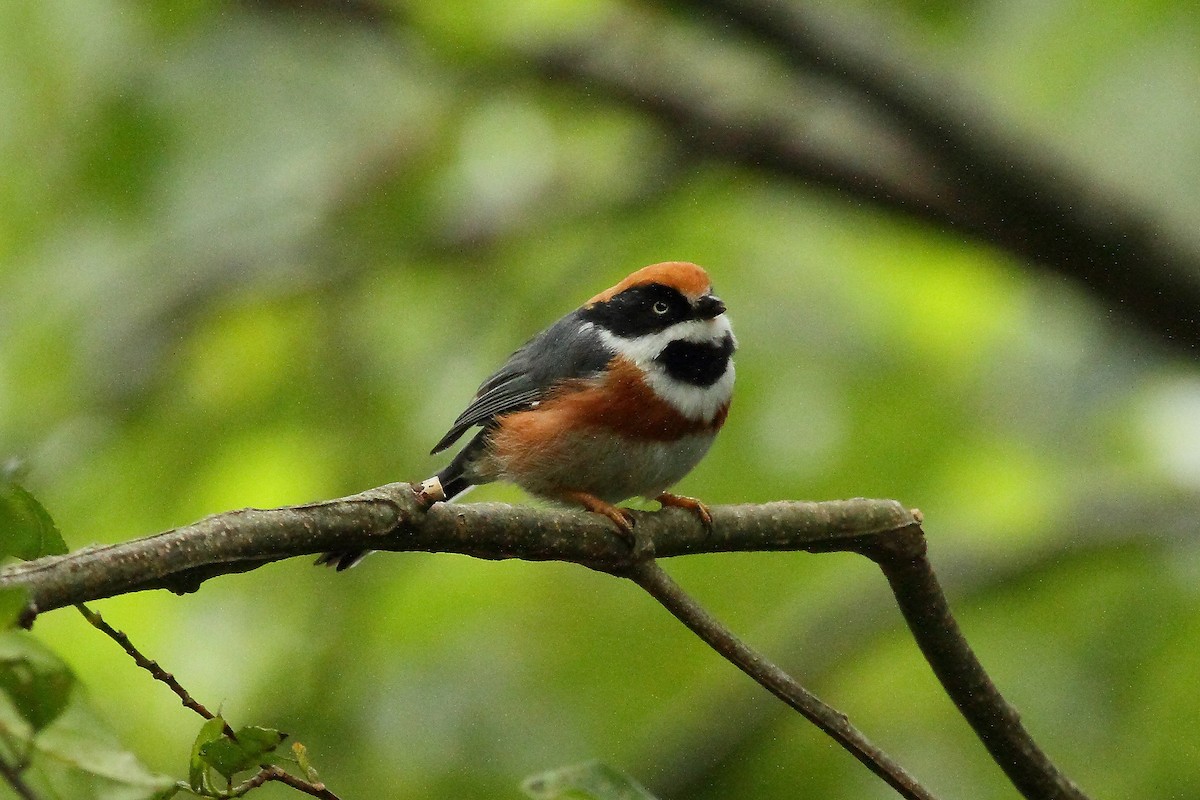 Black-throated Tit (Black-throated) - Patrick J. Blake