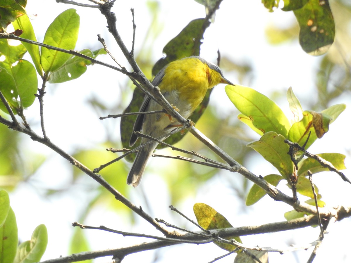 Crescent-chested Warbler - Otto Alvarado