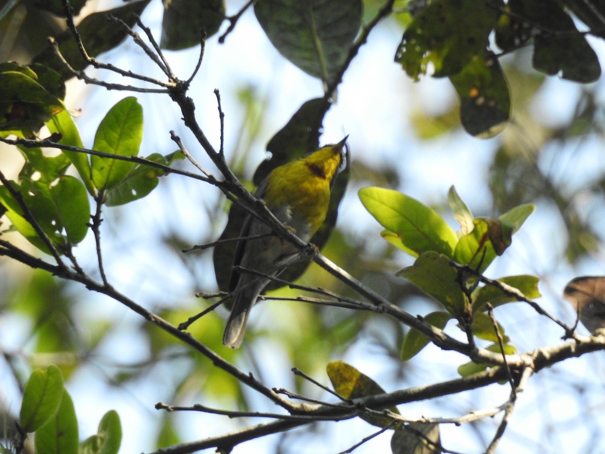 Crescent-chested Warbler - Otto Alvarado