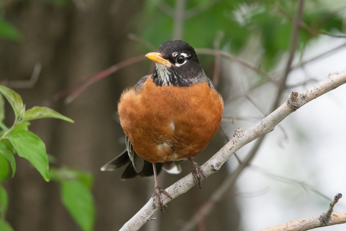 American Robin - ML618294682