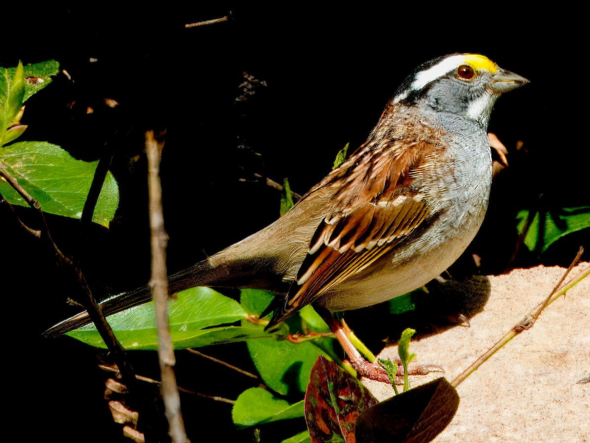 White-throated Sparrow - Dan Tallman