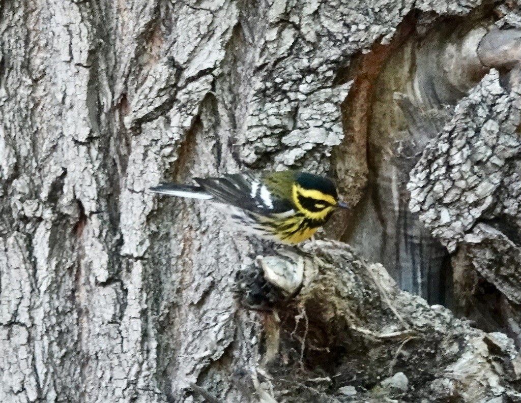 Townsend's Warbler - Rick Taylor