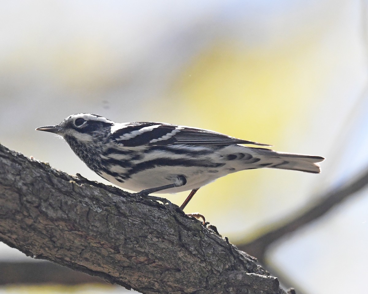Black-and-white Warbler - ML618294694