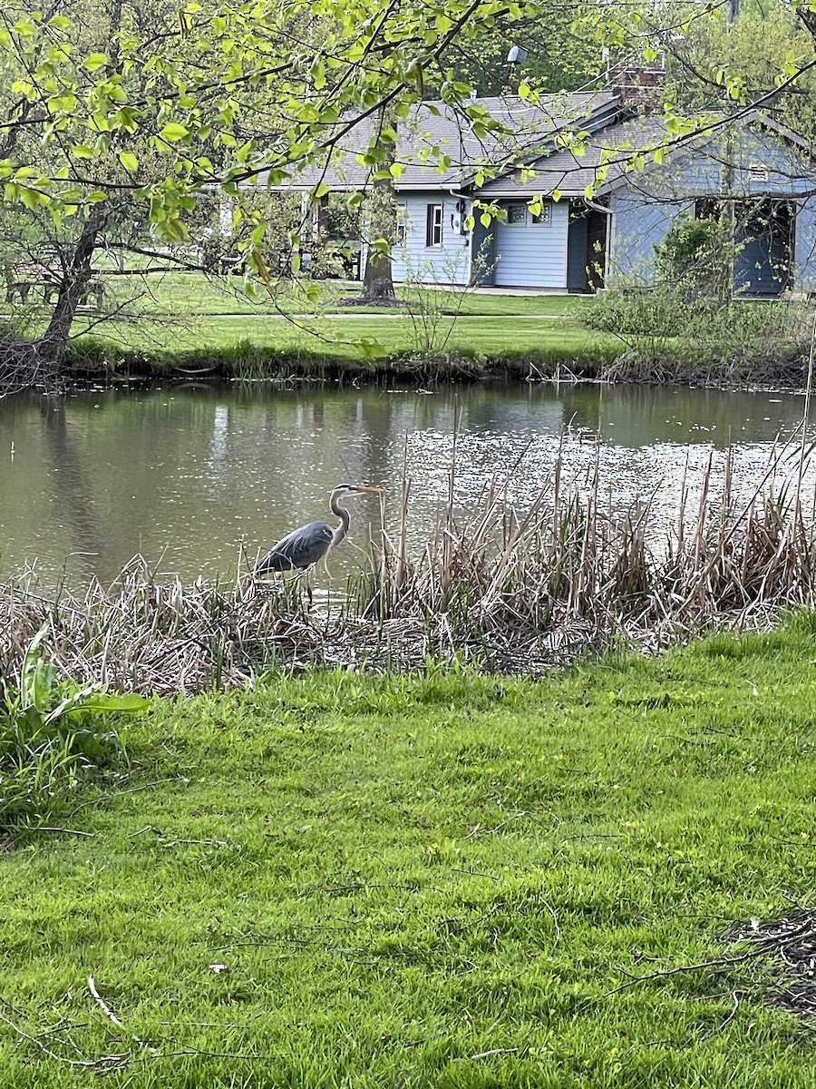 Great Blue Heron - James Romano