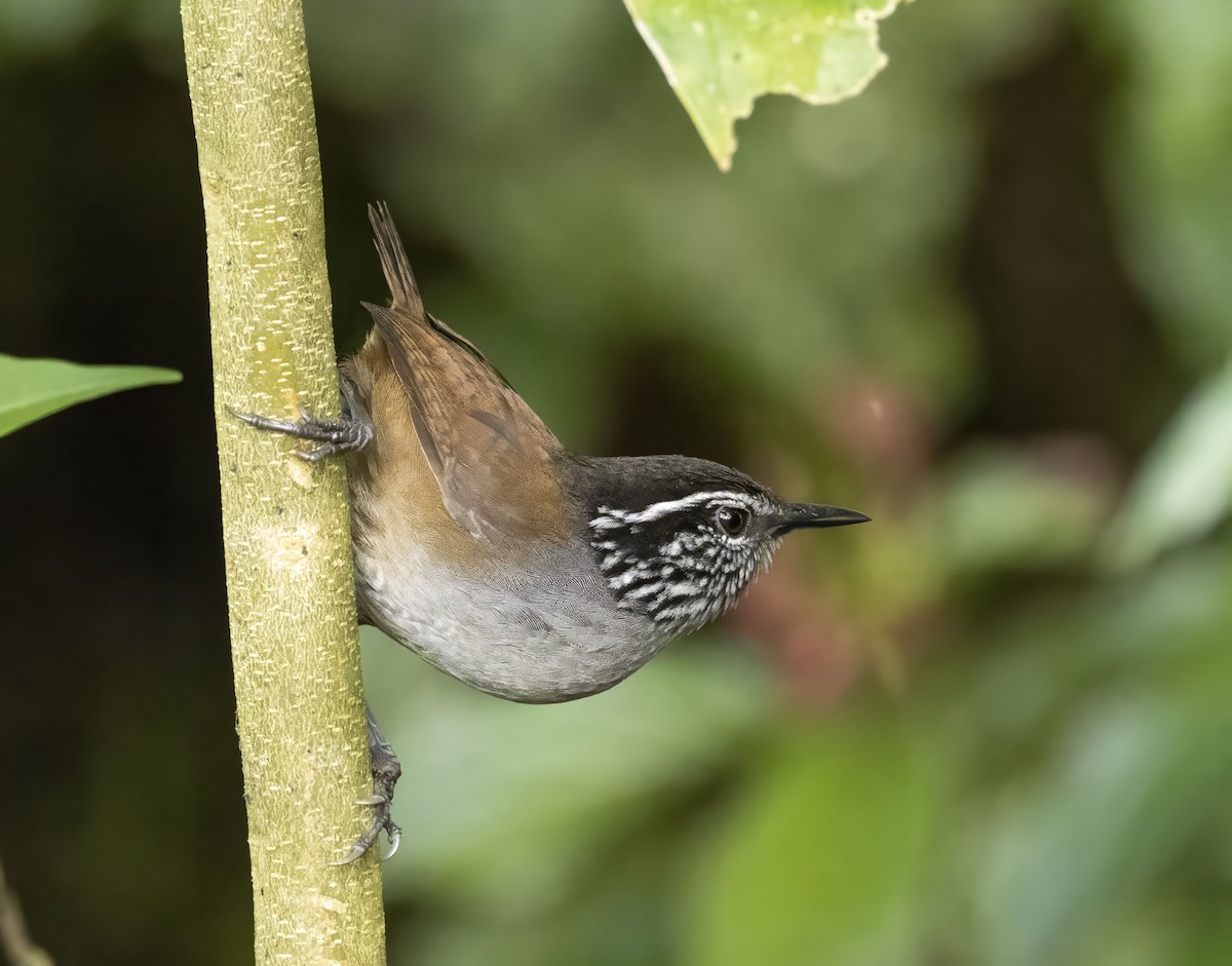 Gray-breasted Wood-Wren - Bonnie Graham